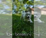 Small Photo #5 Great Pyrenees Puppy For Sale in HILLSVILLE, VA, USA