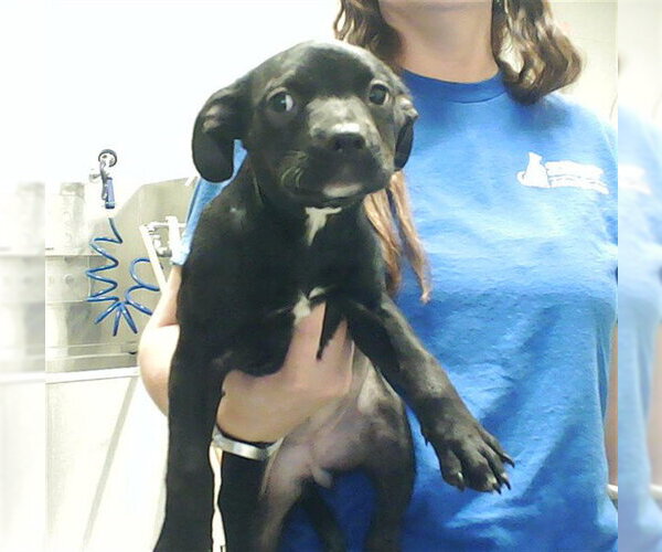 Medium Photo #1 Labrador Retriever-Unknown Mix Puppy For Sale in Fayetteville, NC, USA