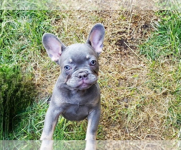 Full screen Photo #3 French Bulldog Puppy For Sale in MARYVILLE, TN, USA