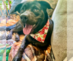 Small #9 Labrador Retriever Mix