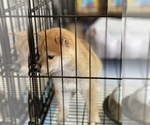 Small Photo #17 Shiba Inu Puppy For Sale in FREMONT, CA, USA