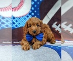 Small Photo #6 Cavapoo Puppy For Sale in NEW PROVIDENCE, PA, USA