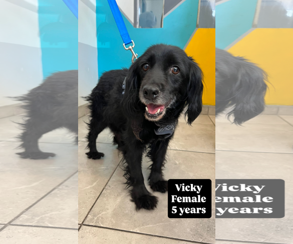 Medium Photo #7 Cocker Spaniel-Unknown Mix Puppy For Sale in San Diego, CA, USA