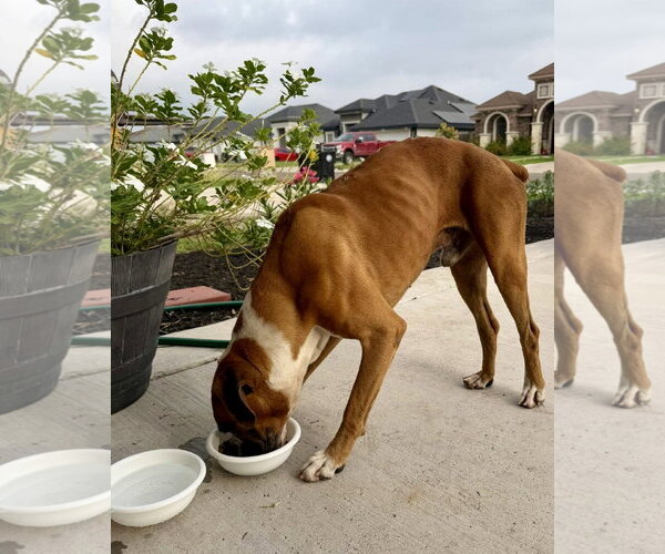 Medium Photo #3 Boxer Puppy For Sale in Dumont, NJ, USA