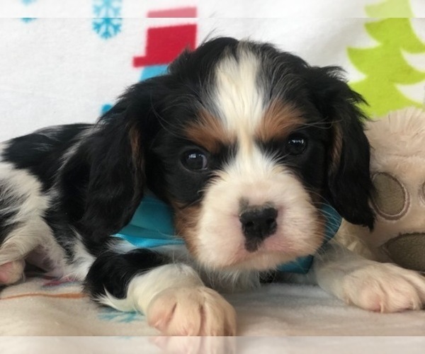 Medium Photo #7 Cavalier King Charles Spaniel Puppy For Sale in CLAY, PA, USA