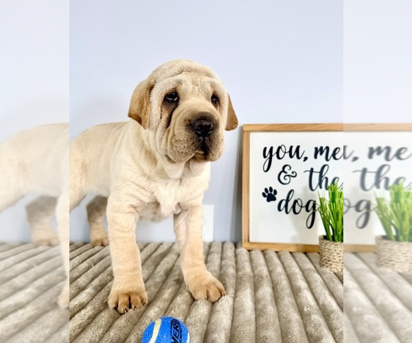 Medium Photo #3 Cocker-Pei Puppy For Sale in GREENFIELD, IN, USA