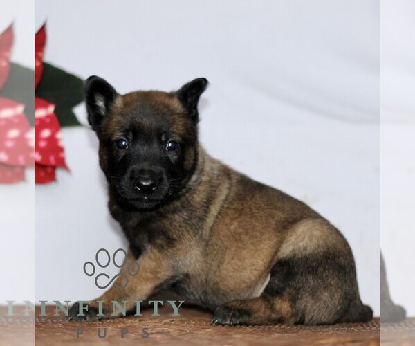 Medium Photo #3 Belgian Malinois Puppy For Sale in STRASBURG, PA, USA
