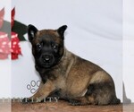 Small #2 Belgian Malinois
