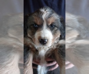 Australian Shepherd Puppy for sale in COTOPAXI, CO, USA