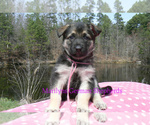 Small #3 German Shepherd Dog