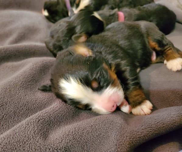 Medium Photo #26 Bernese Mountain Dog Puppy For Sale in LEETONIA, OH, USA