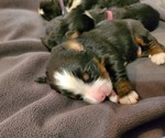 Small #25 Bernese Mountain Dog