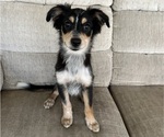 Puppy Puppy 5 Australian Shepherd