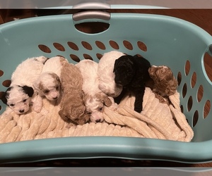 Poodle (Toy) Litter for sale in SPRINGFIELD, TN, USA