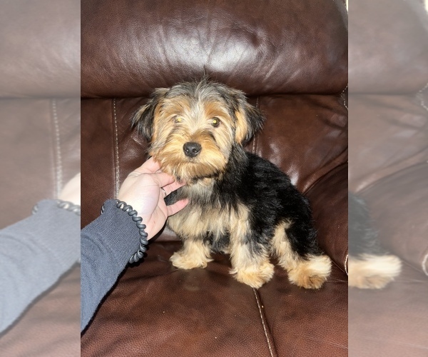 Full screen Photo #1 Yorkshire Terrier Puppy For Sale in LOWELL, MA, USA
