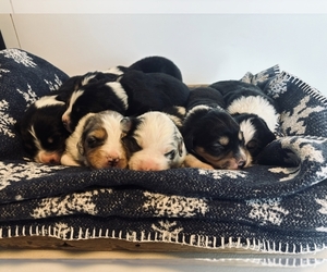 Australian Shepherd Puppy for sale in STAYTON, OR, USA