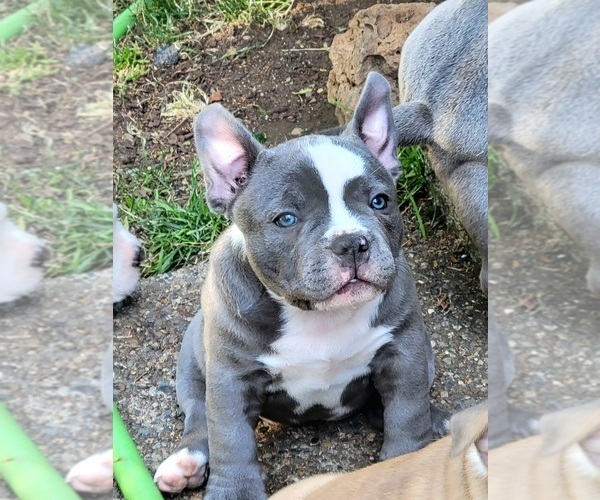 Medium Photo #12 American Bully Puppy For Sale in OLYMPIA, WA, USA