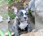 Small Photo #12 American Bully Puppy For Sale in OLYMPIA, WA, USA