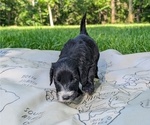 Small Photo #24 Golden Mountain Doodle  Puppy For Sale in BROKEN ARROW, OK, USA