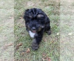 Puppy 1 Cocker Spaniel-Poodle (Miniature) Mix