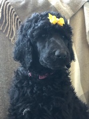 Medium Poodle (Standard)