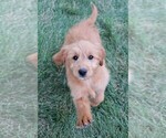 Small Photo #18 Goldendoodle (Miniature) Puppy For Sale in SYRACUSE, IN, USA