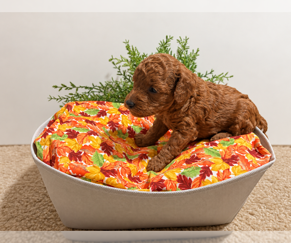Medium Photo #1 Poodle (Toy) Puppy For Sale in RANCHO CUCAMONGA, CA, USA