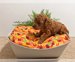 Puppy August Poodle (Toy)