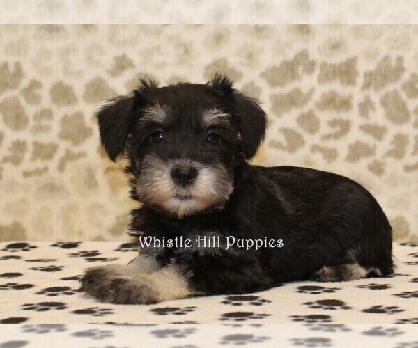 Medium Photo #3 Schnauzer (Miniature) Puppy For Sale in DENVER, PA, USA