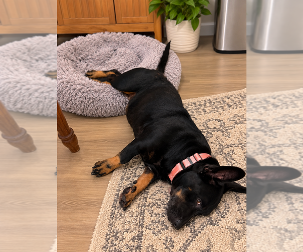 Medium Photo #3 German Shepherd Dog-Welsh Corgi Mix Puppy For Sale in Mooresville, NC, USA