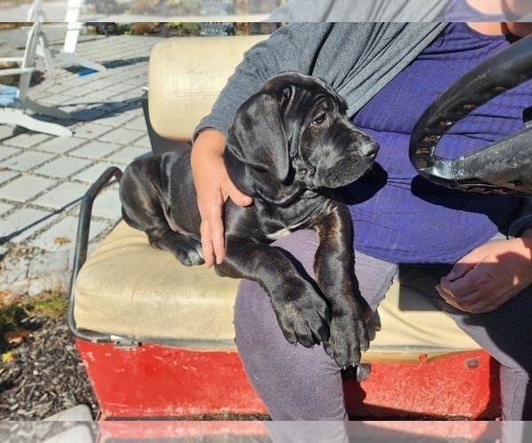 Medium Photo #8 Cane Corso Puppy For Sale in PHILLIPSTON, MA, USA