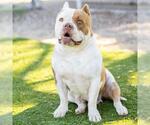 Small American Staffordshire Terrier-Bulldog Mix