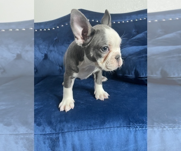 Medium Photo #24 French Bulldog Puppy For Sale in DETROIT, MI, USA