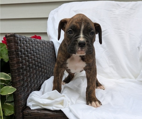 Medium Photo #10 Boxer Puppy For Sale in GOSHEN, IN, USA