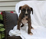 Small Photo #11 Boxer Puppy For Sale in GOSHEN, IN, USA