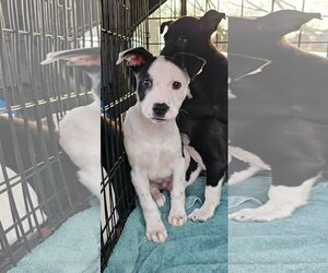 Sheprador Dogs for adoption in Rockaway, NJ, USA