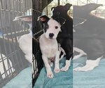 Small Photo #1 Sheprador Puppy For Sale in Rockaway, NJ, USA