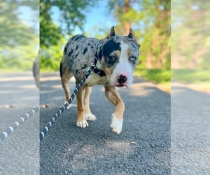 Mutt Dogs for adoption in Rockville, MD, USA
