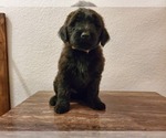 Small #4 Goldendoodle-Soft Coated Wheaten Terrier Mix