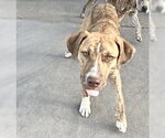 Small #1 Mutt