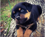 Small Photo #1 Rottweiler Puppy For Sale in VONORE, TN, USA