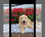 Small Photo #4 Golden Retriever Puppy For Sale in MILLERSBURG, IN, USA