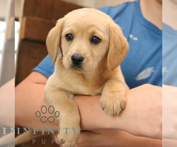 Medium Photo #4 Goldador Doodle Puppy For Sale in NARVON, PA, USA