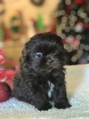 Shih Tzu Puppy for sale in CLAY CITY, KY, USA