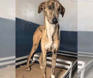 Greyhound Dogs for adoption in Cherry Hill, NJ, USA