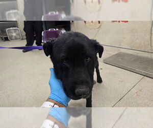 Labrador Retriever-Unknown Mix Dogs for adoption in Riverside, CA, USA