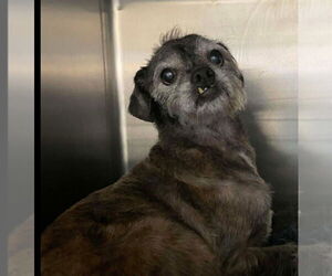 Mutt Dogs for adoption in Foristell, MO, USA