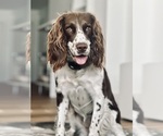 Small Photo #1 English Springer Spaniel Puppy For Sale in SOUTH MIAMI, FL, USA