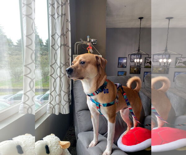 Medium Photo #12 Mutt Puppy For Sale in Bellevue, WA, USA