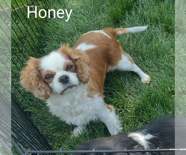 Medium Photo #2 Cavalier King Charles Spaniel Puppy For Sale in Sioux Falls, SD, USA